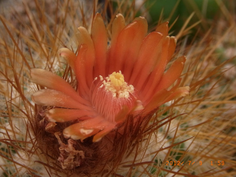 Parodia rauschii