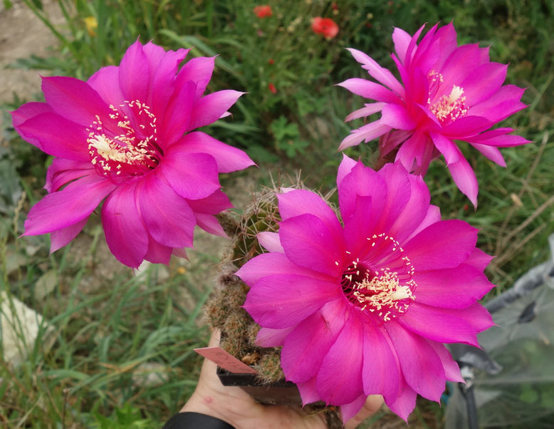 EH Magenta Tulpe - die Blüten gehen erst spät ganz auf - sind lange wie die hinten rechts