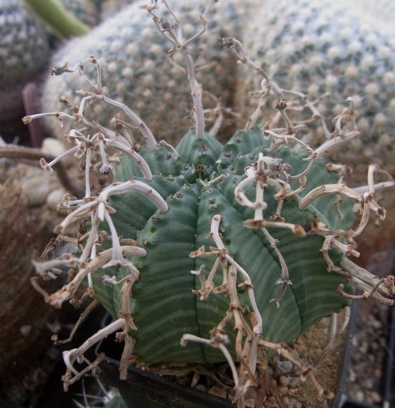 Euphorbia, den Artnamen weiss ich leider nicht, 6,5cm  Ø, 4€