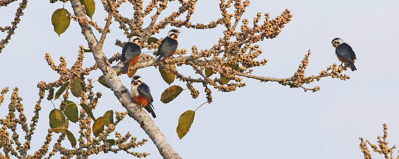 Collared Falconet  ©  Menxiu Tong /  China Wild Tour