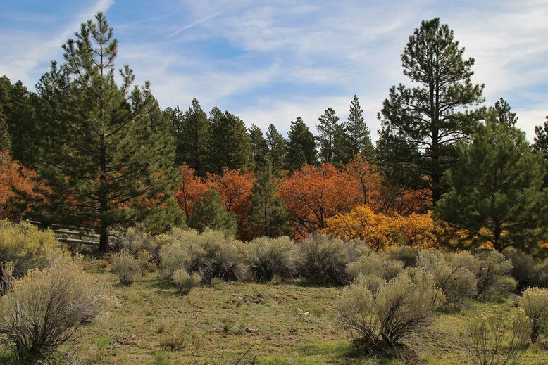 Fall Colors along Hell's Backbone Road