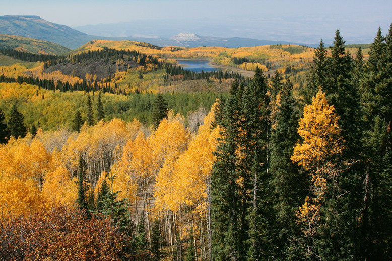 Scenic Byway Grand Mesa