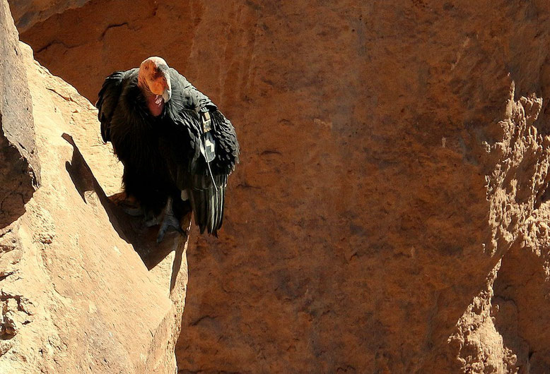Kalifornischer Kondor