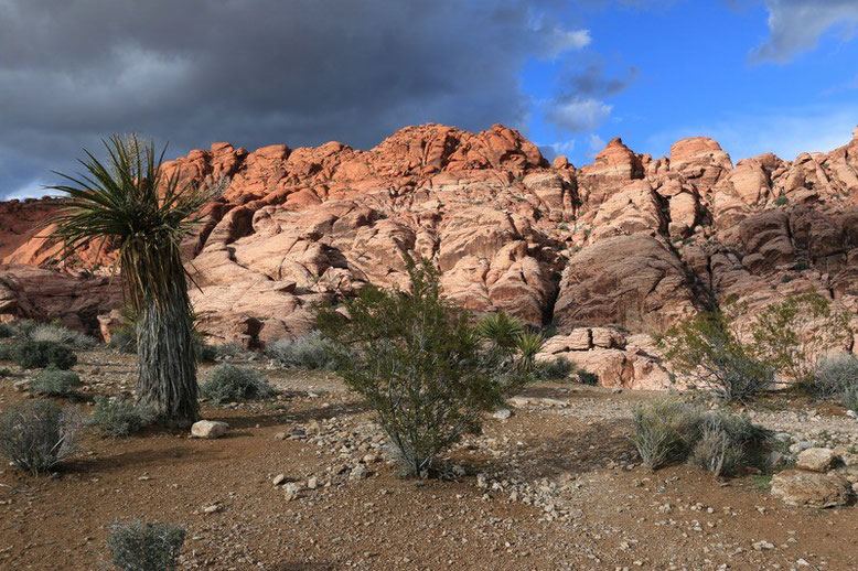 Red Rock Canyon National Conservation Area bei Las Vegas  