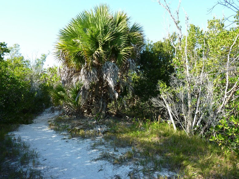 J.N. Ding Darling National Wildlife Refuge