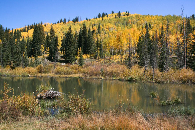 Scenic Byway Grand Mesa