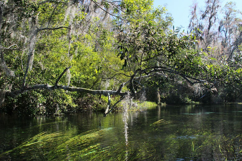 Rainbow Springs State Park