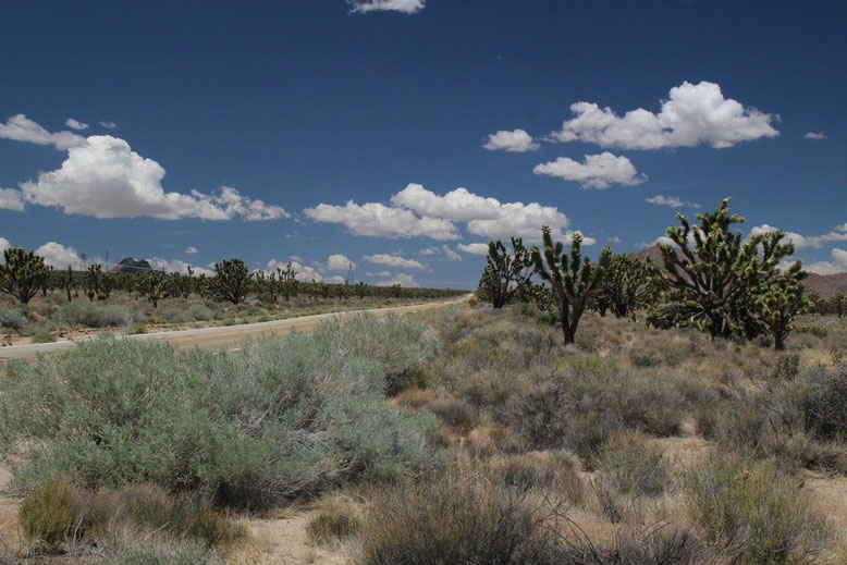 Mojave Desert, Cima Road