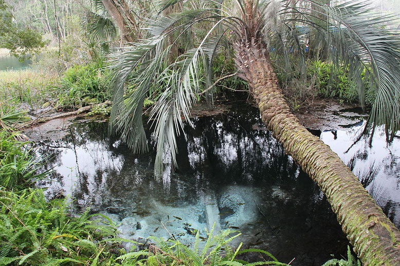 Rainbow Springs State Park