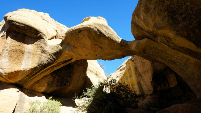 Octopus Arch
