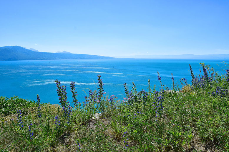 A Scenic Hike through the Vineyards of Lavaux, Switzerland