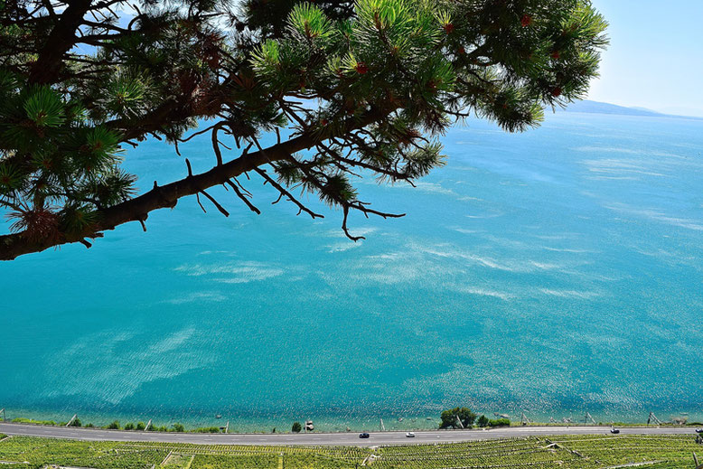 A Scenic Hike through the Vineyards of Lavaux, Switzerland