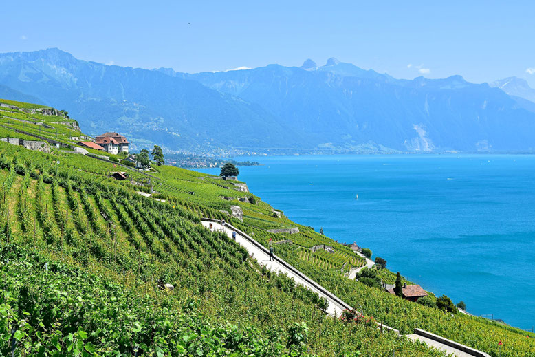 A Scenic Hike through the Vineyards of Lavaux, Switzerland