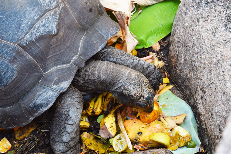 Best Place to Stay in the Seychelles - Even a turtle was there during our stay!