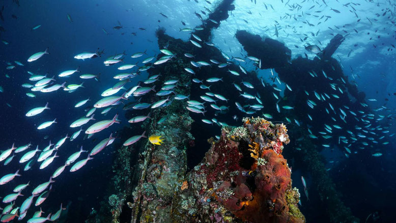 Bali Diving Safari. Pacchetto Sub Bali