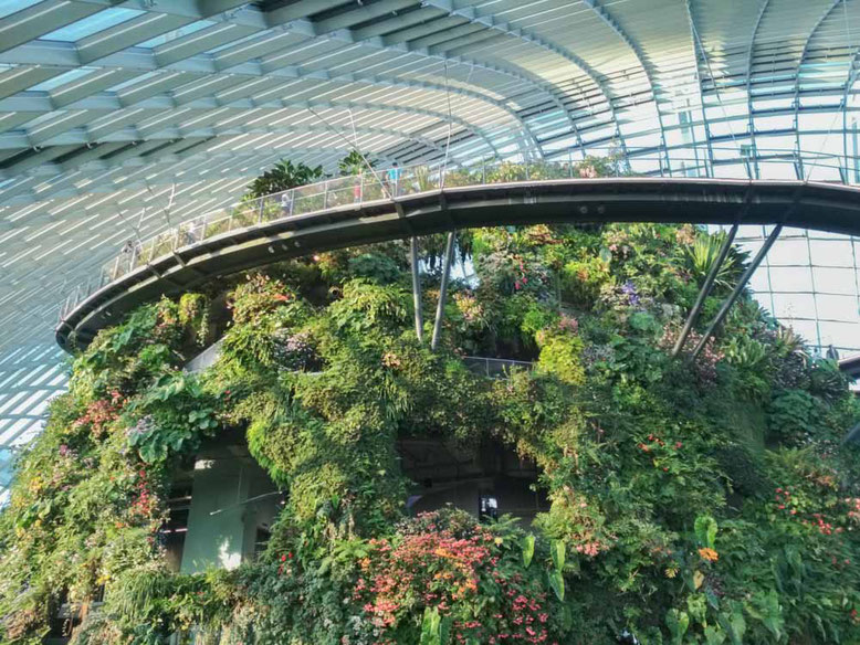 Singapore con i bambini. Cloud Forest