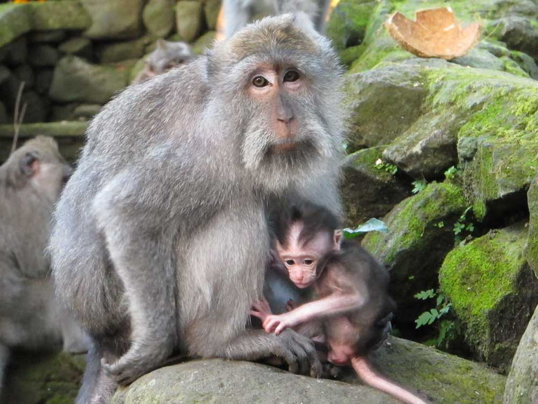 Scimmie alla Monkey Forest di Ubud Bali