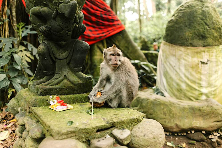 Scimmia alla Monkey Forest di Ubud