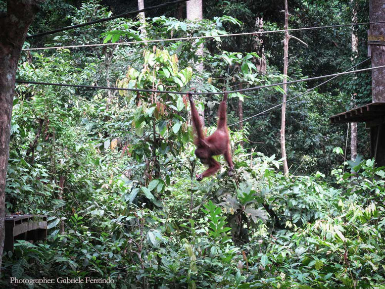 Dove dormire a Sandakan