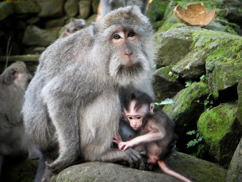 Viaggio di gruppo a Bali. Monkey Forest Ubud