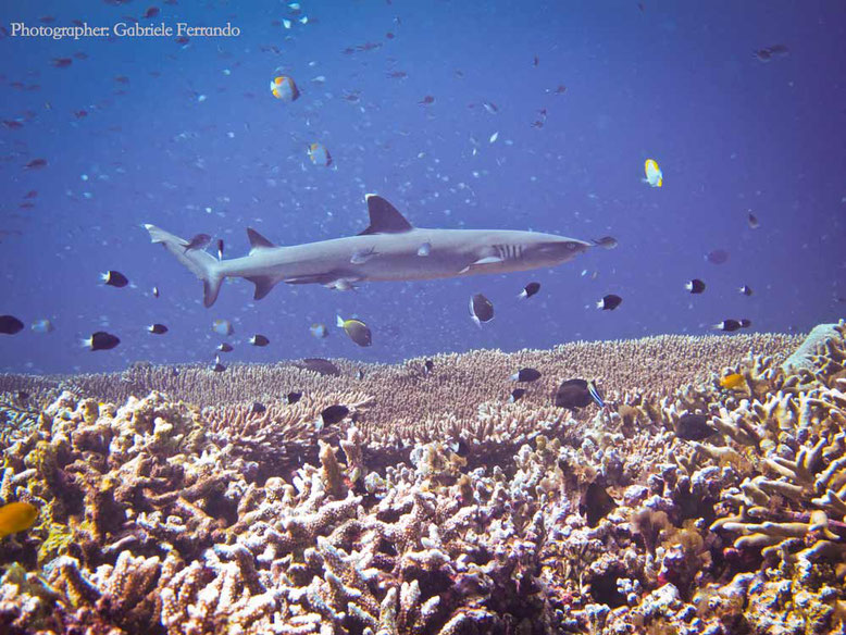 Sipadan e Mabul. White Tip Shark 