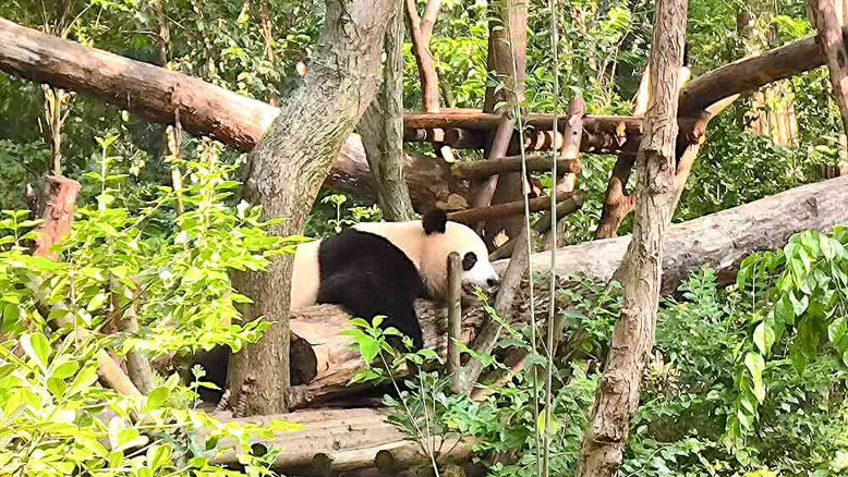 Un Panda Gigante che fa colazione al Panda Research base di Chengdu (photo by Gabriele Ferrando - LA MIA ASIA)