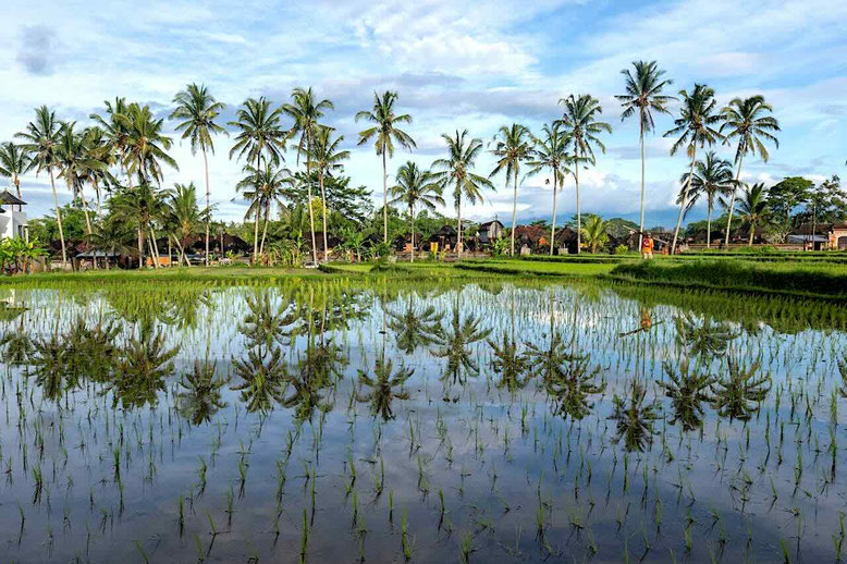 Risaie di Bali con palme tropicali e riflessi nell’acqua al tramonto