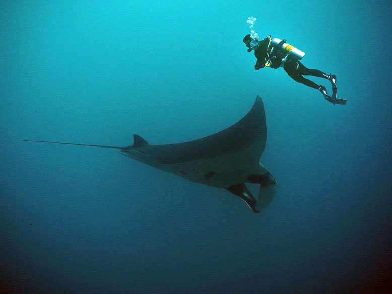 Diving in Indonesia. Immersioni a Komodo