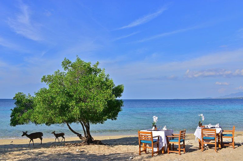 Beachfront lunch with the deers at NusaBay Menjangan Resort (photo by NusaBay Menjangan)