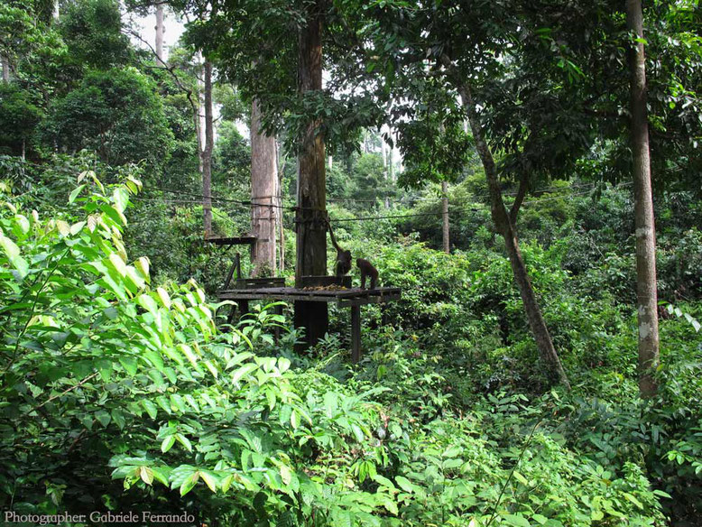 Sandakan. Sepilok Orangutan Rehabilitation Centre