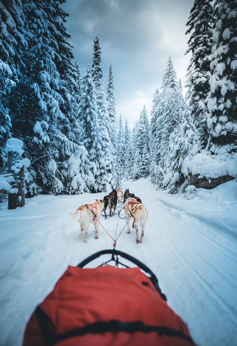 Canadian Rockies in Winter Dog Sledding Jasper