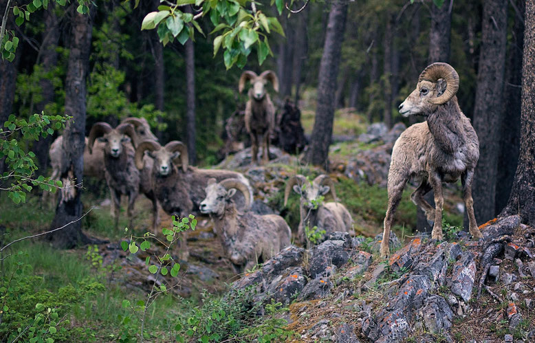 Bighorn Sheeps, Lake Minnewanka