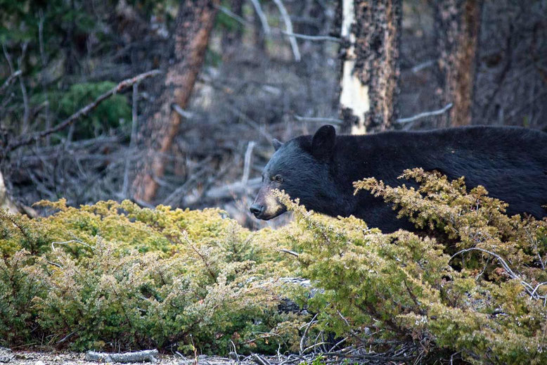 black bear jasper