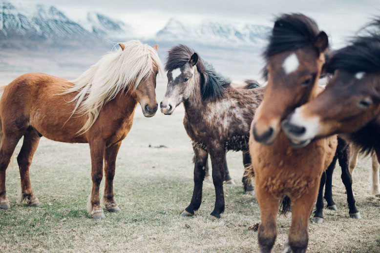 Travel to Iceland in Spring March April May June Icelandic horses