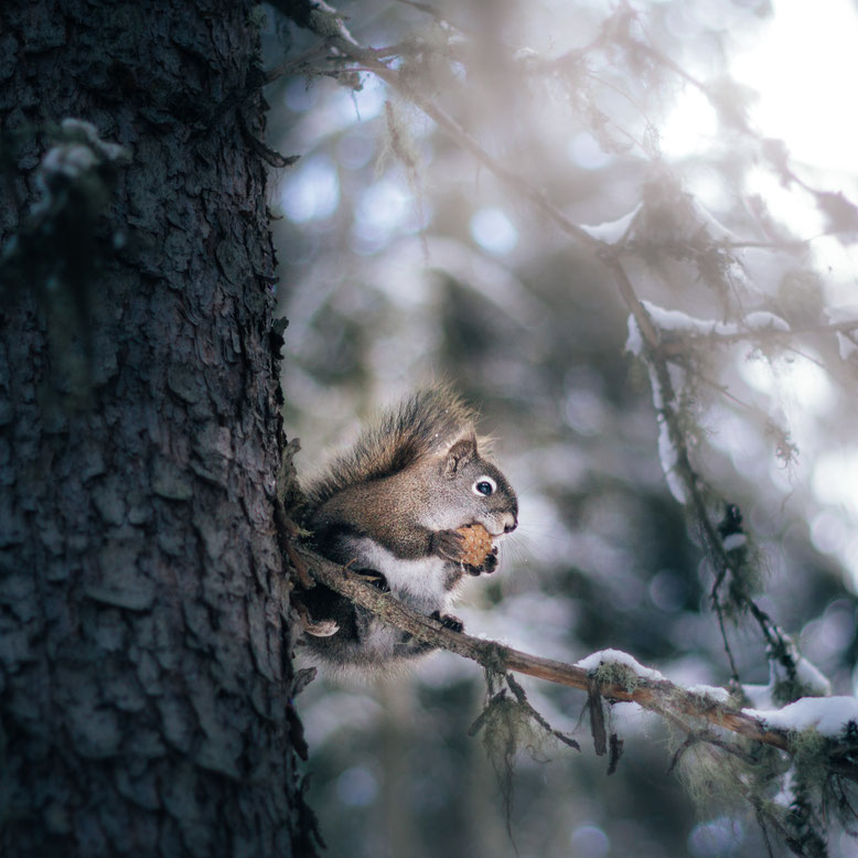 Canadian Rockies in Winter wildlife squirrel