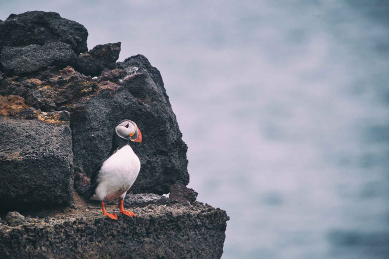 Travel to Iceland in Spring March April May June Puffin birds