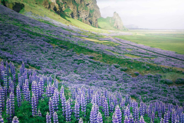 Lupin flowers visit Iceland in spring June May