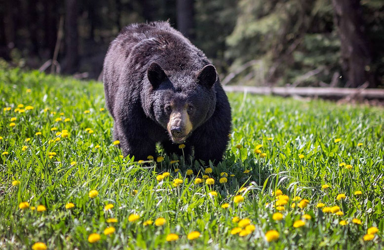 Black bear, Golden