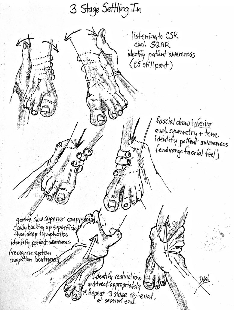 "3 Stage Settling In" Illustration Copyright Don Ash