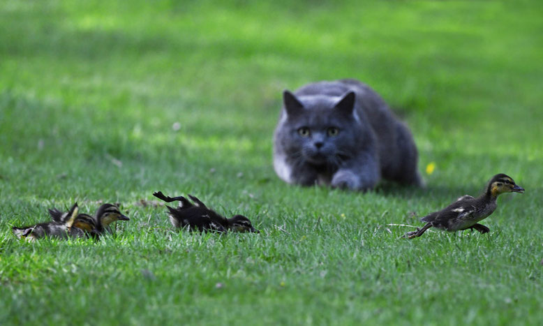 Vögel sterben durch Hauskatzen