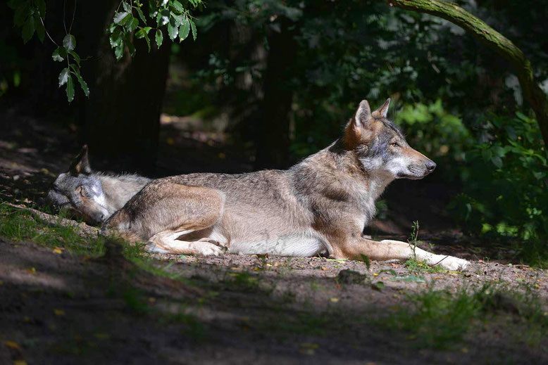 Wolf Deutschland Lausitz