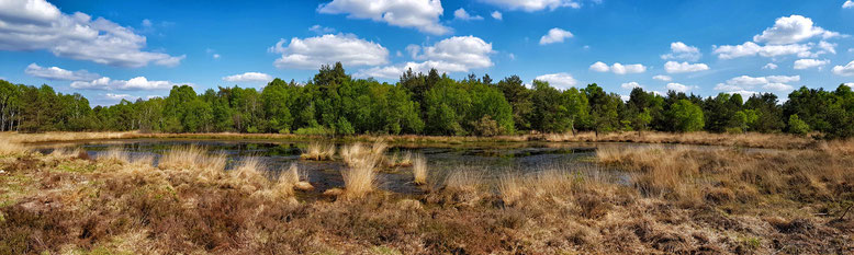 Wiedervernässtes Moor in Niedersachsen