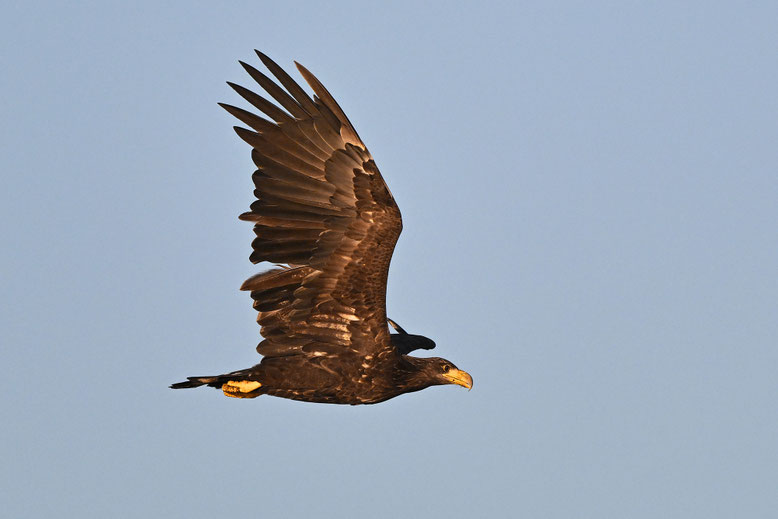 Junger Seeadler