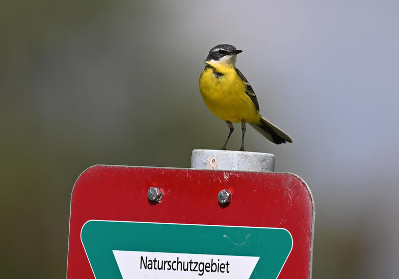 Iberienschafstelze in Niedersachsen, Mai 2024