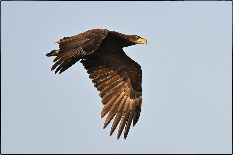 Oktober 2024: Junger Seeadler