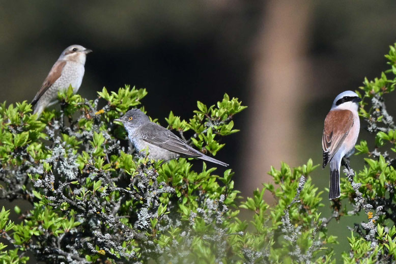 Sperbergrasmücke und Neuntöter leben häufig im selben Biotop, NP Hainich, TH 2025