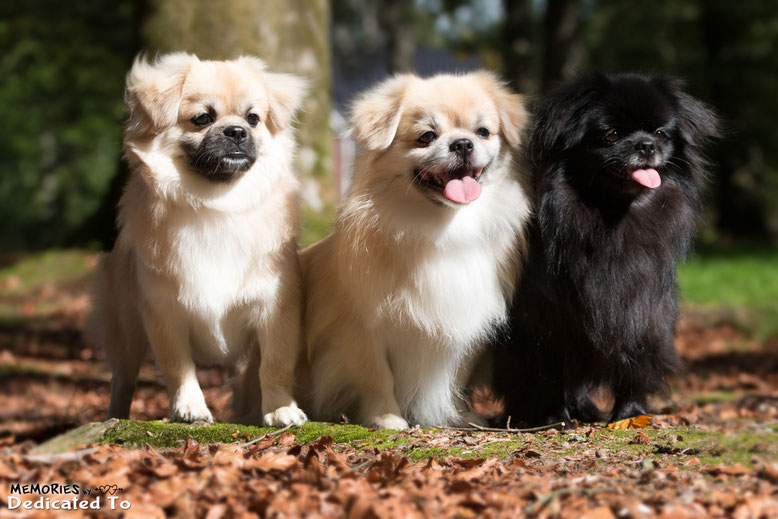 tibetaanse-spaniel-tibetan-spaniel-tibet