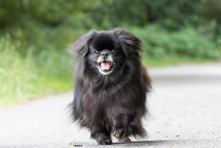 Tibetaanse Spaniel Tibetan Spaniel Tibetansk Spaniel