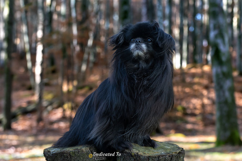 Tibetaanse Spaniel Tibetan Spaniel Tibetansk Spaniel, Senior