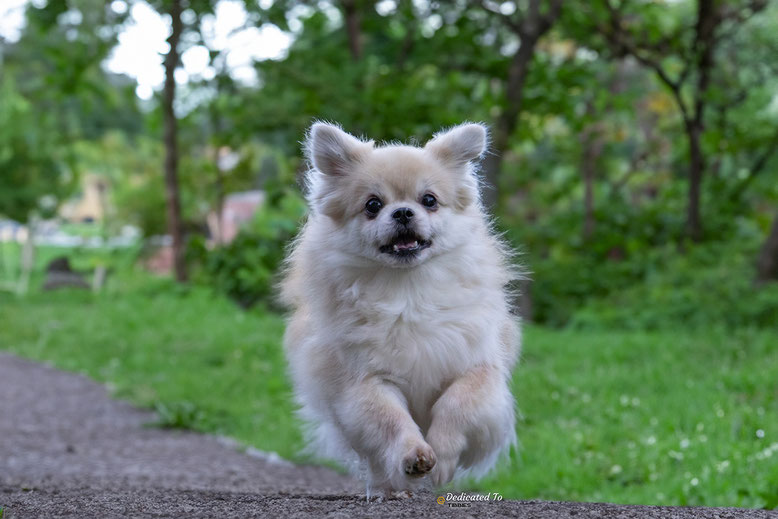 Tibetaanse Spaniel Tibetan Spaniel Tibet Spaniel